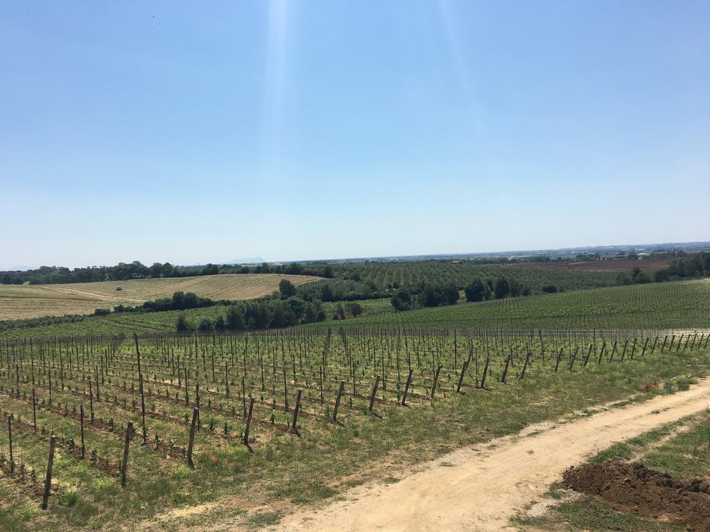 Il Casale Degli Ulivi - Agriturismo - Tenimenti Leone Lanuvio Extérieur photo