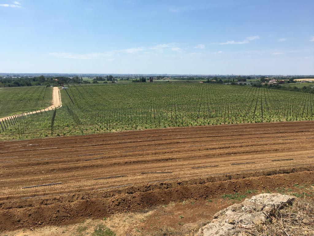 Il Casale Degli Ulivi - Agriturismo - Tenimenti Leone Lanuvio Extérieur photo