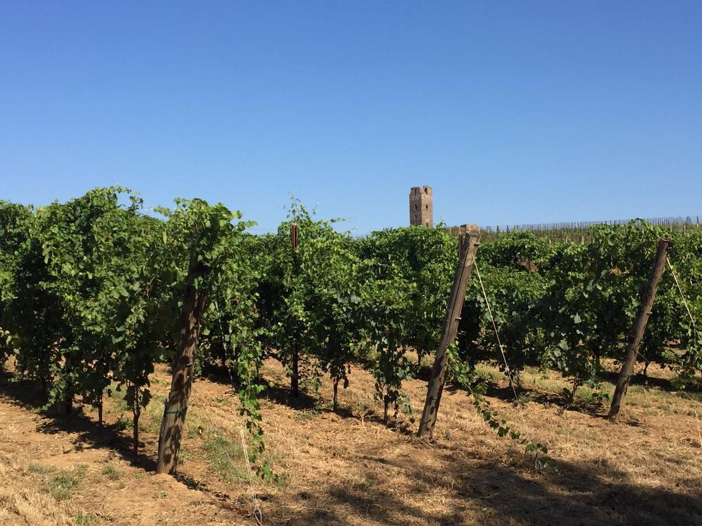 Il Casale Degli Ulivi - Agriturismo - Tenimenti Leone Lanuvio Extérieur photo